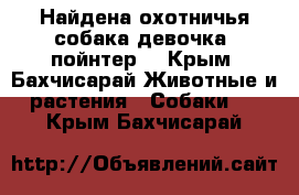 Найдена охотничья собака(девочка) пойнтер. - Крым, Бахчисарай Животные и растения » Собаки   . Крым,Бахчисарай